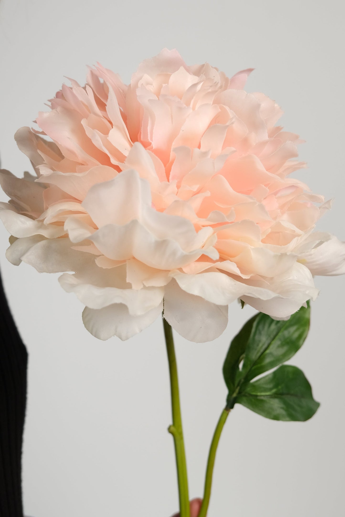 THE COTTON CANDY PEONIES