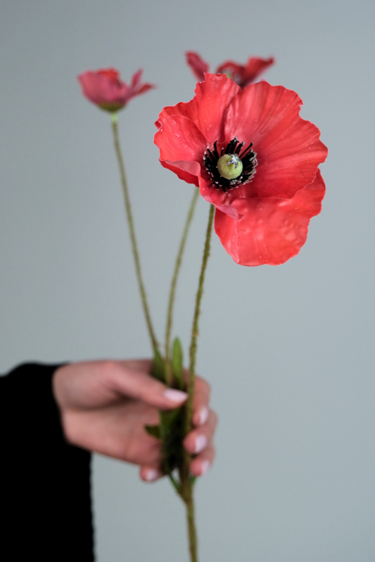 POPPY FIELD